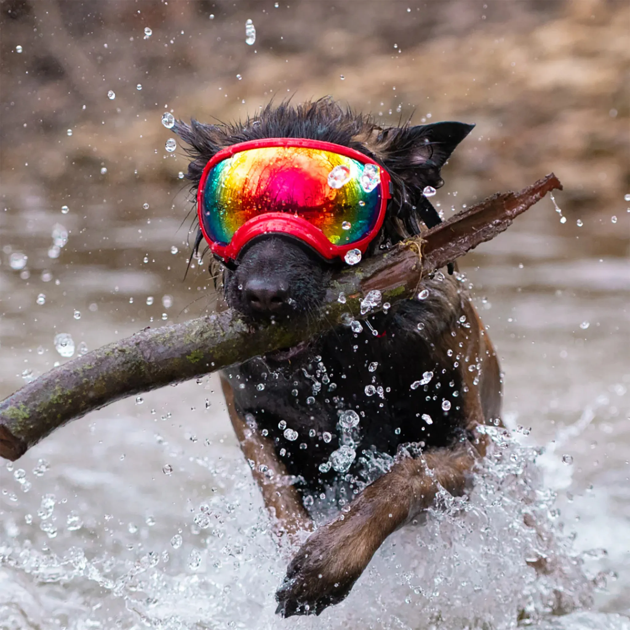 Rex Specs Goggles for Dogs - V2
