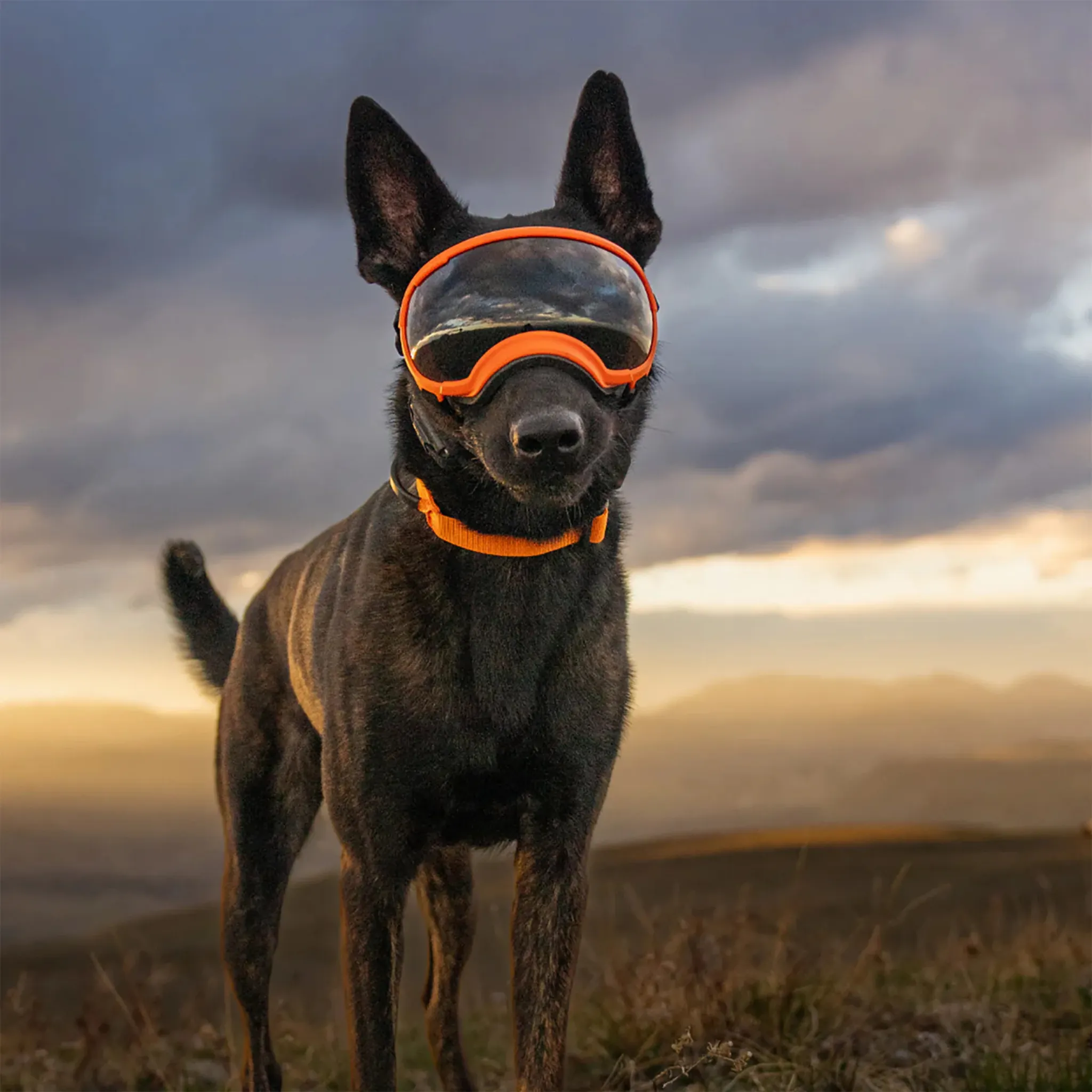 Rex Specs Goggles for Dogs - V2